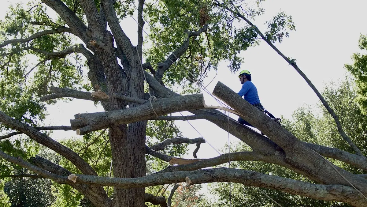 Professional Hazardous Tree Removal performed by certified arborists in Ashville