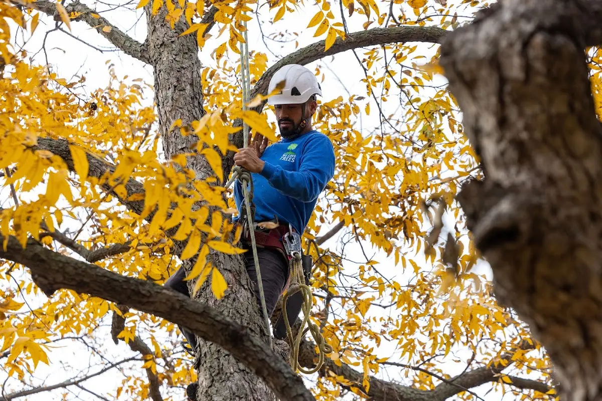 Skilled Tree Transplanting crew working in Ashville