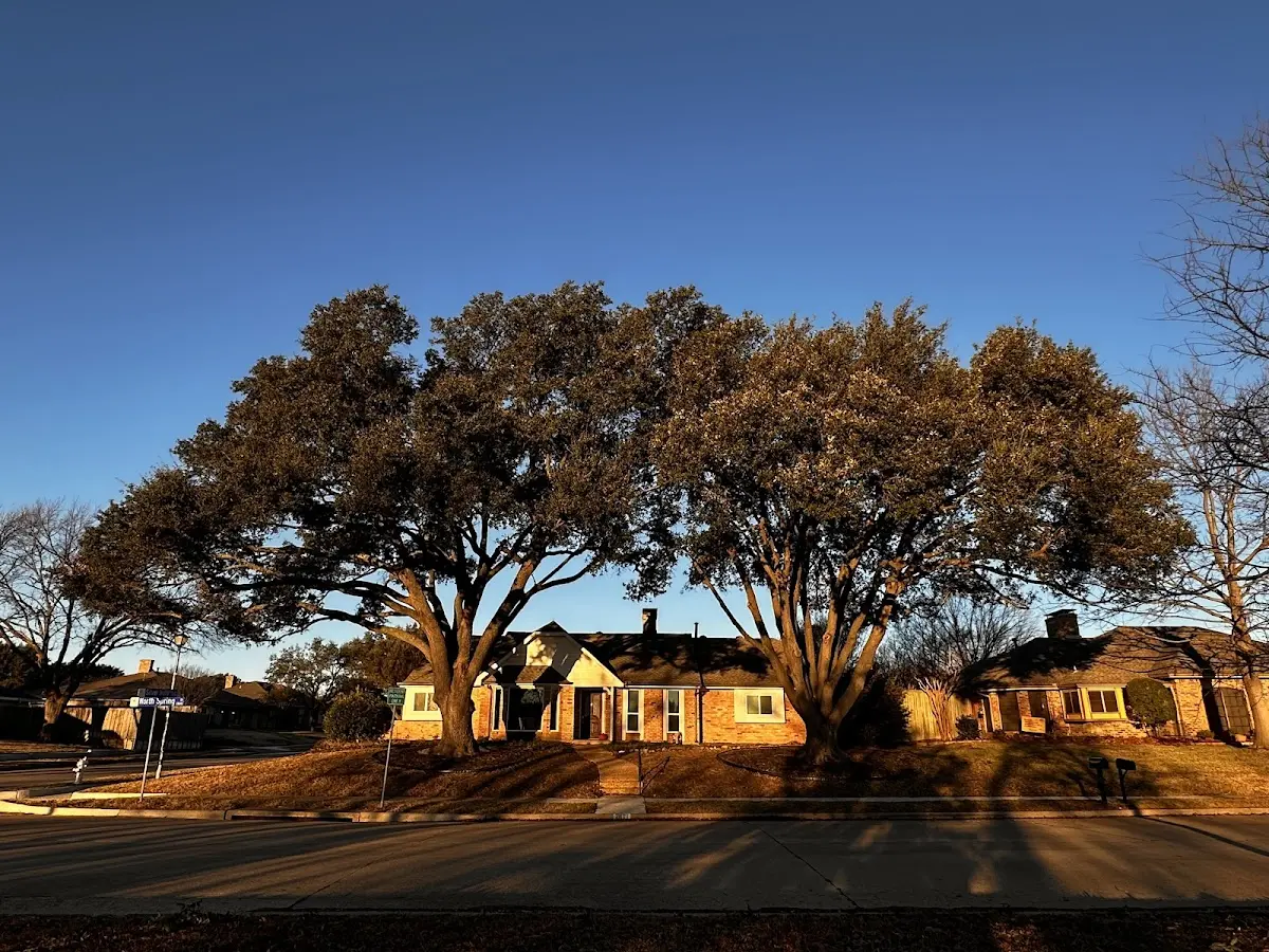 Established residential canopy tree shading a home in Ashville